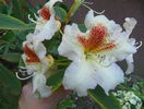 rhododendron Bernstein