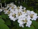 viburnum plic. Lanarth