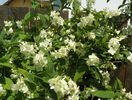 philadelphus coronarius