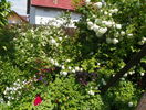 22 mai (82)