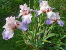 Heather Blush