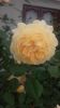 C P Margareta