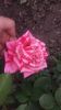 20160521_102125