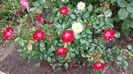 20160521_113509