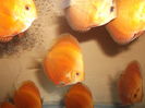 DSCF8538