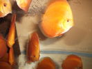 DSCF8539