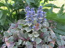 Ajuga