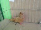 SAM_1706