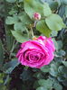 DSC01087