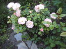 DSC01096