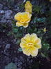 DSC01104