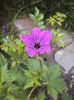 DSC01130