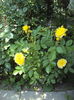 DSC01131