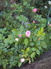 DSC01196