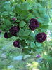 DSC01199