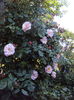 DSC01225