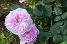 Maiden's Blush