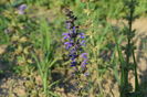 Salvia Nemerosa Blauhungel