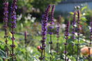 Salvia Caradonna