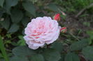 Leander butas_multumesc Primula !