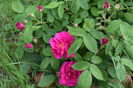 Rosa galica oficinalis