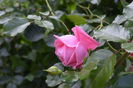 Coral Dawn