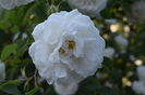 Alba MAxima