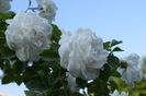 Alba maxima