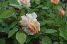 Buff beauty_multumesc Sanflora !