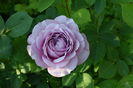 Lavander Ice