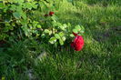 Red LEonardo