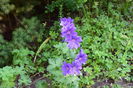 Geranium Magnificum