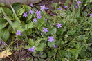 Campanula portenschlagiana