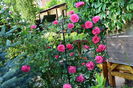 Rosarium Ueterson