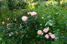 Rose Mary_Harkness