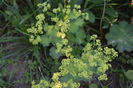 Alchemila Molis
