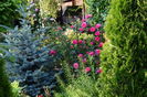 Rosarium Ueterson