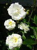 DSC07034