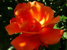 DSC07037