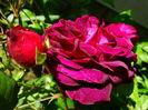 DSC07046