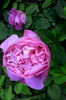 IMG_20160522_202639