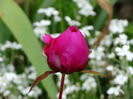 DSC03644