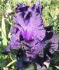 Emperor's Delight (1)