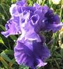 Indigo Princess (2)