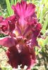 Schortman's Garnet Ruffle (2)
