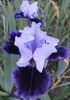 Silken Shadow (2)