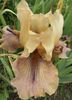 Thornbird (2)
