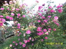 SAM_9347