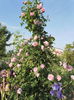 SAM_9355