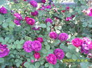 SAM_9370